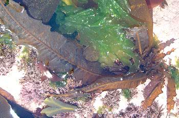 Dabberlocks (Alaria esculenta)